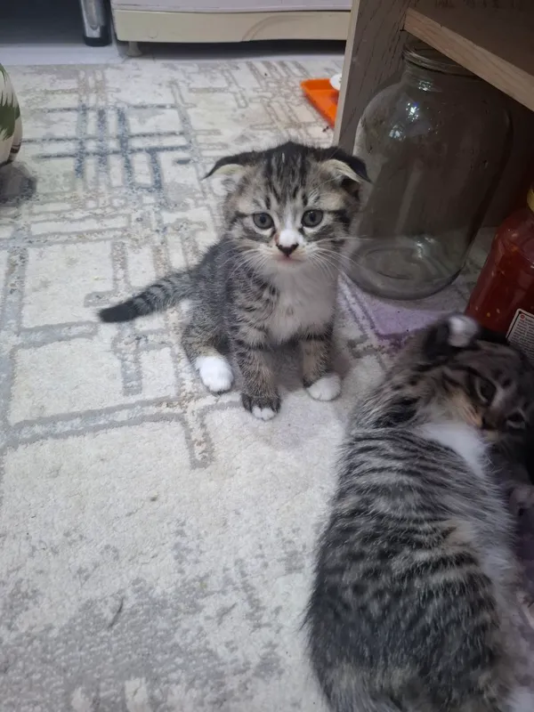 Кошка и её котята 4