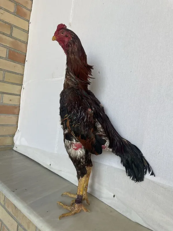 Yapon shamo bir kuz òyini ham bor vesi 4 kg — фото 4