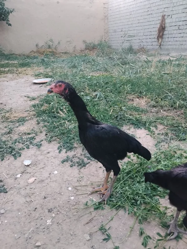 Dakan Joja tovuqlar sotiladi