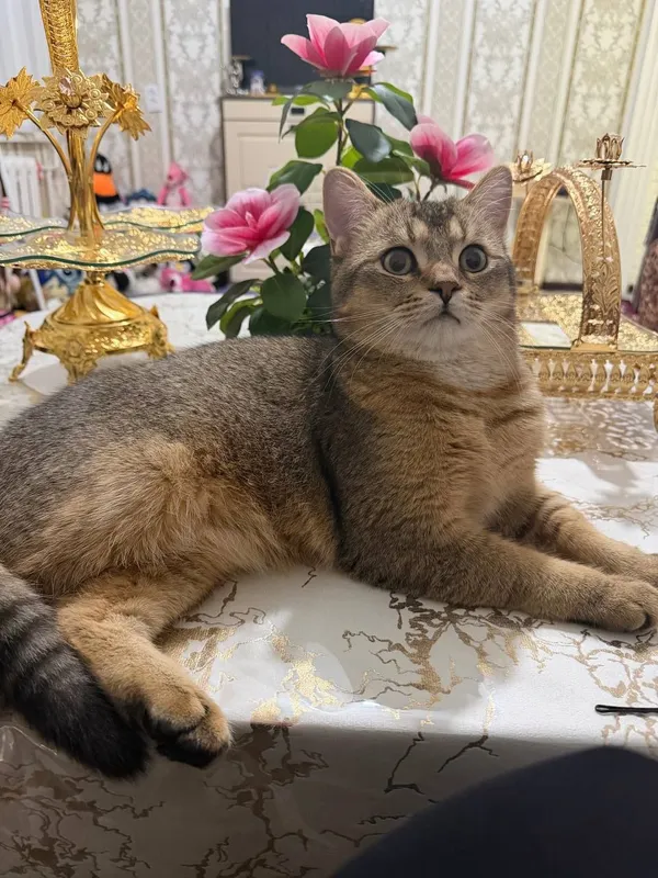 Zalatistiy shinshila viyaskaga 1