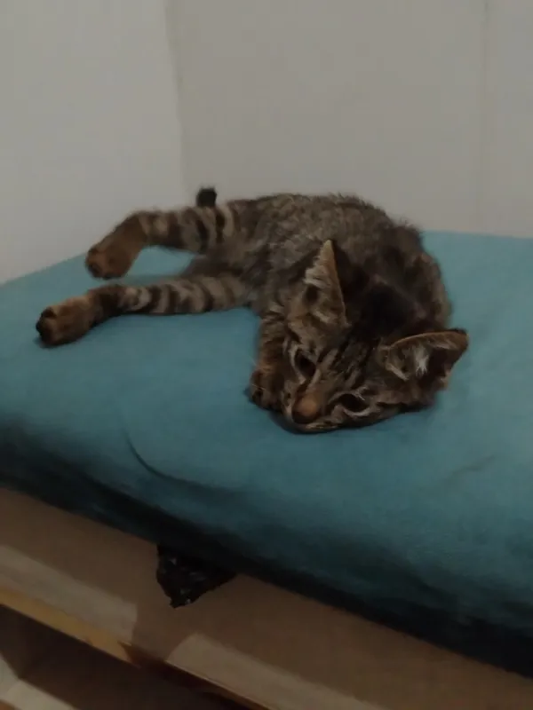 Котенок 4 Котенок 4