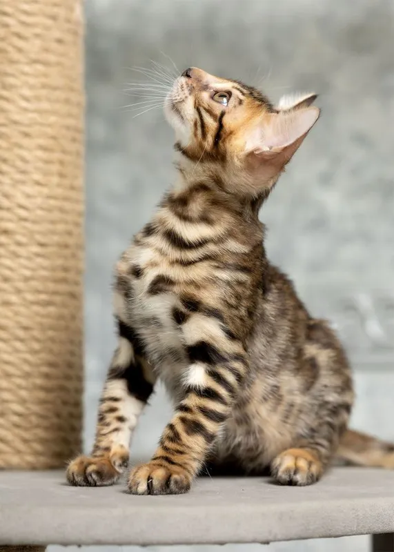 Клубный бенгальский котенок 2 Клубный бенгальский котенок 2