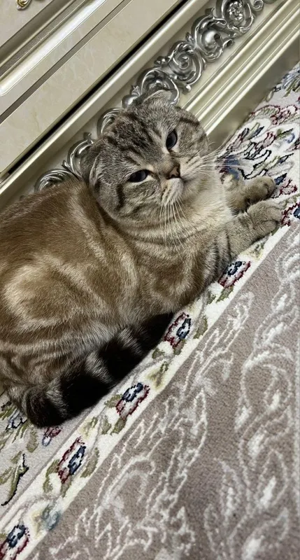 Кошка шотландский