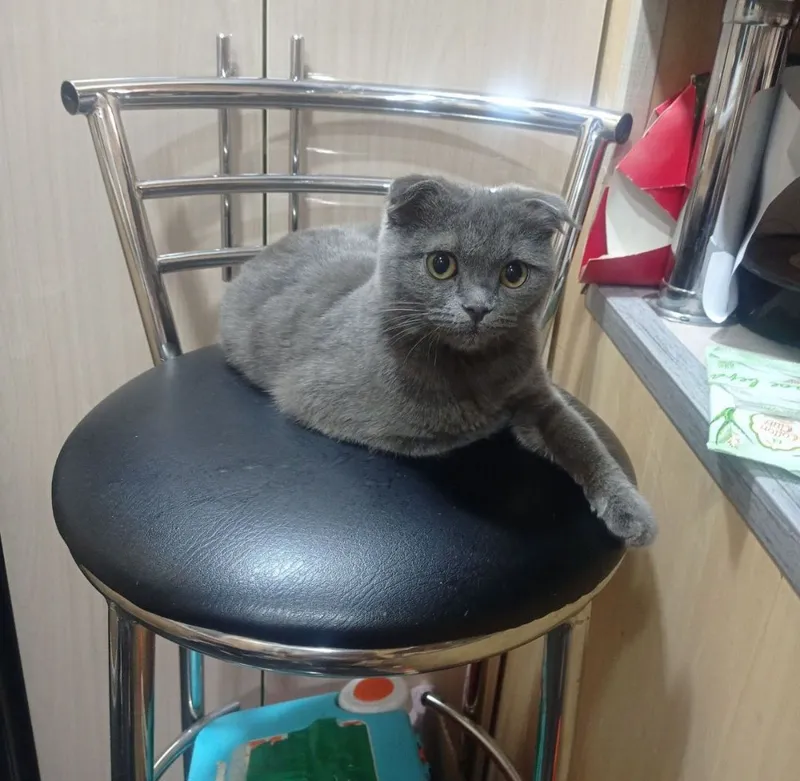 zotli mushuk
