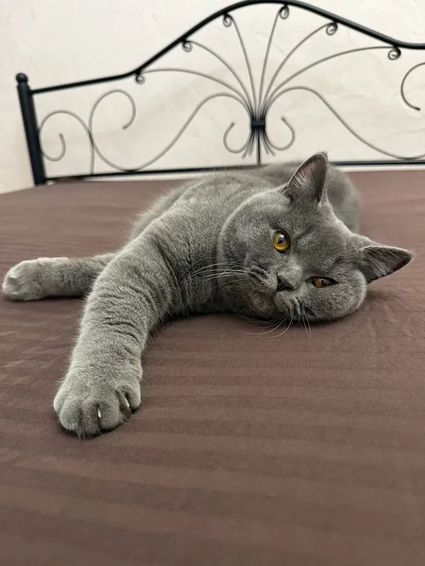 Вязка кота британской породы!