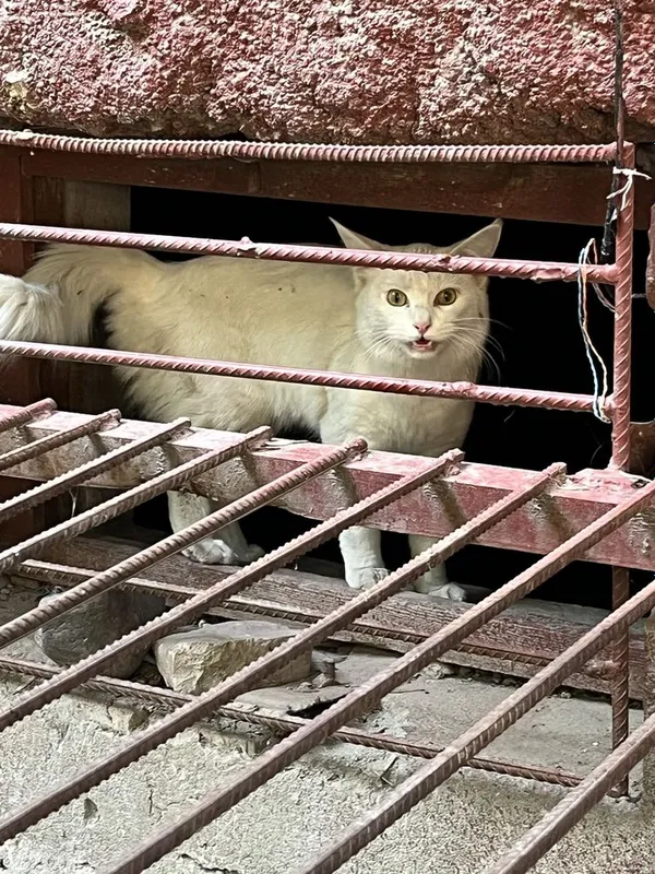 Найден белый котик.