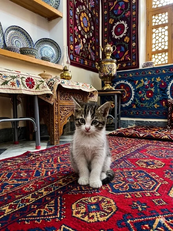 Сибирская кошка метис