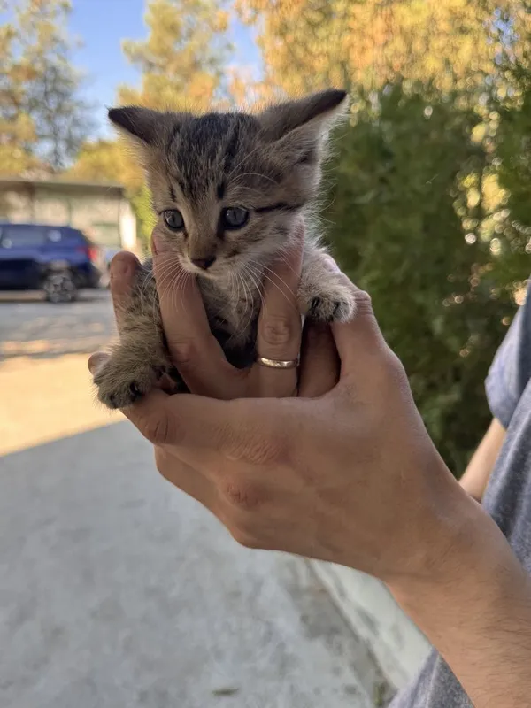 Замечательный котенок мальчик 1,5 месяца. В добрые руки 2 Замечательный котенок мальчик 1,5 месяца. В добрые руки 2