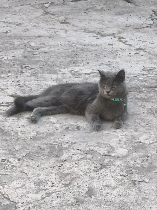Skotish strayd mushuk, britan zotli 1