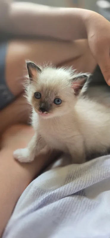 Котята — фото 3