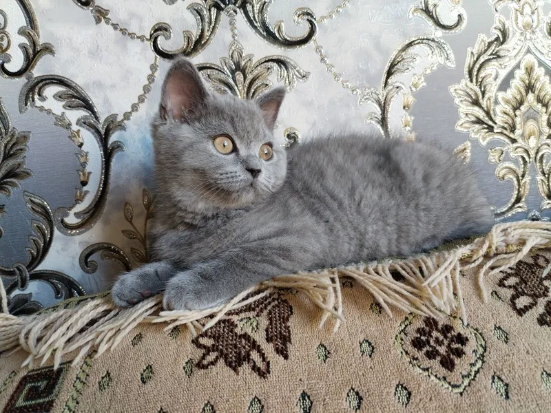 Скоттиш страйт угил — фото 2