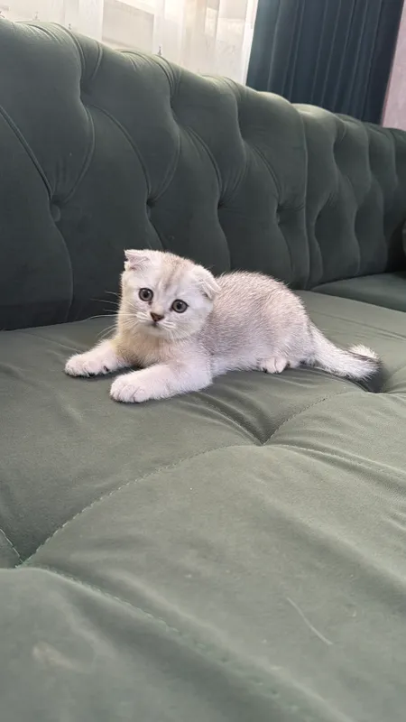 Котята шиншиллы вислоухие