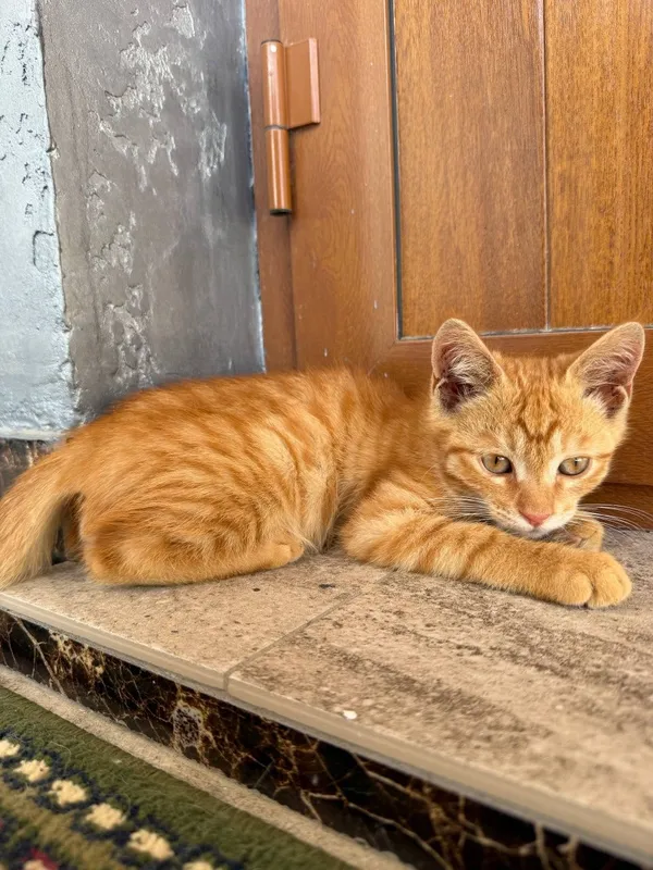 Котенок сладкий, игривый. Отдается в добрые руки — фото 1
