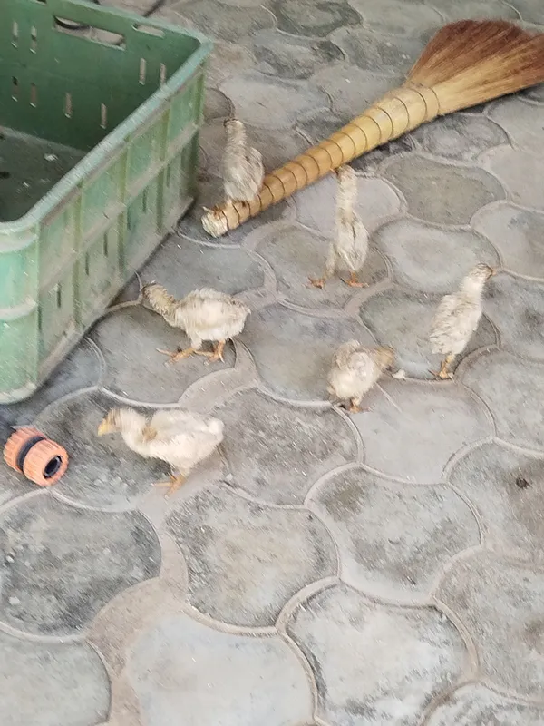 Jõjalar soğlom 1 oylik 5 Jõjalar soğlom 1 oylik 5