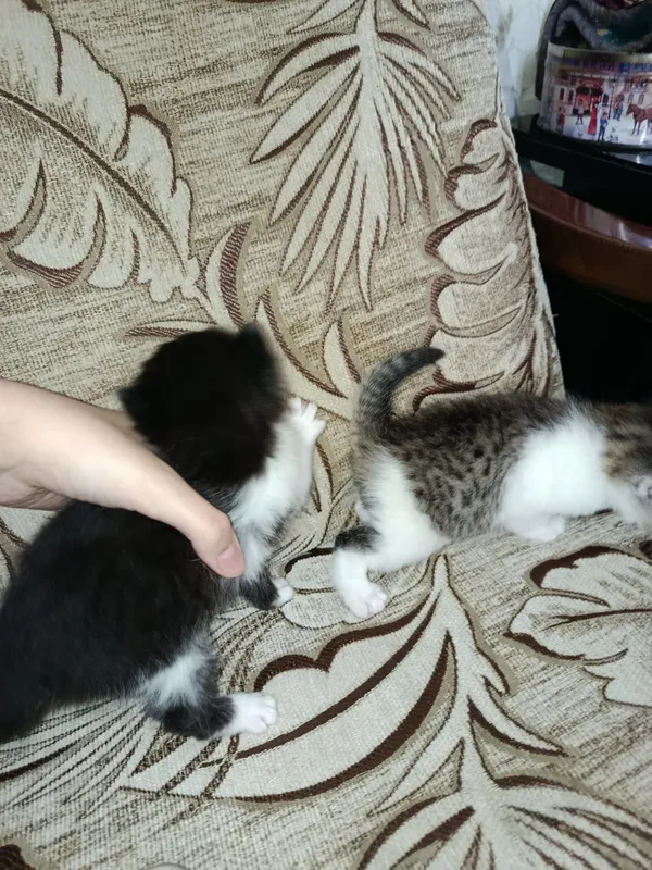 Новорожденные британские котята — фото 4