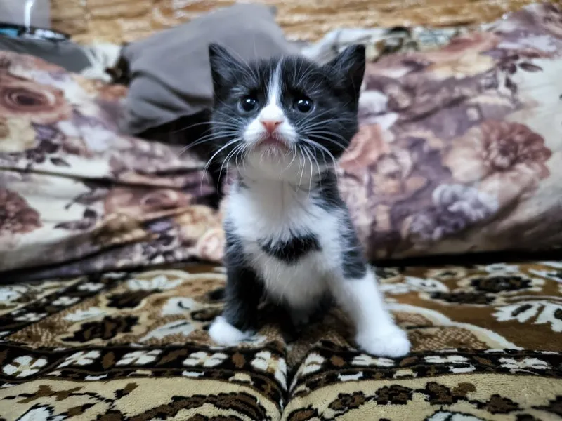 Котята вислоухие Скоттиш-фолд (вислоухие) и скоттиш-страйт (прямоухие — фото 1