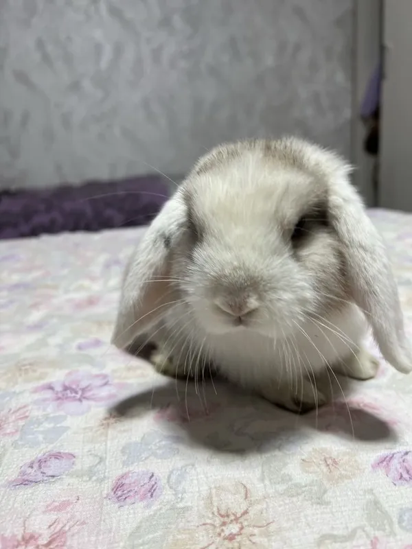 Декоротивные кролики Mini Lop — фото 5