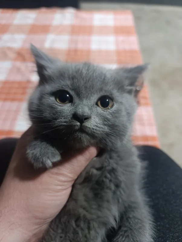 Скоттиш Фолд ва Скоттиш Страйт 3та у́гил 1та киз Скоттиш Фолд ва Скоттиш Страйт 3та у́гил 1та киз