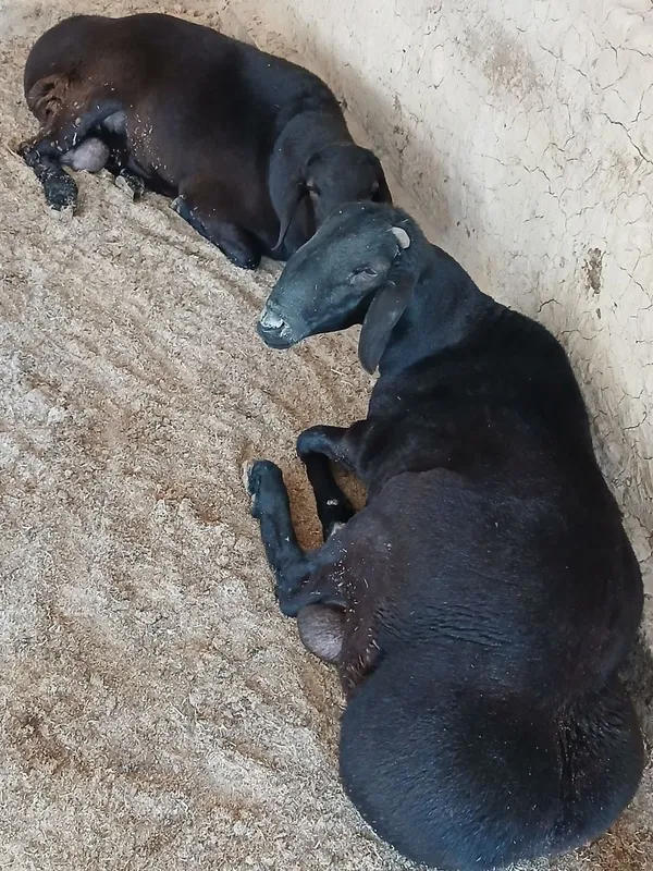 Qochqorlar sotiladi 2 Qochqorlar sotiladi 2