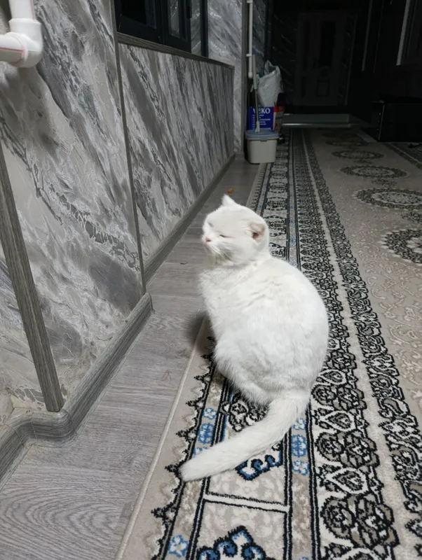 Скотиш Фольд — фото 4