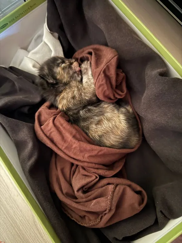 ПОМОГИТЕ!Нашли котенка YORDAM BERILAR! Mushukcha topib oldik ПОМОГИТЕ!Нашли котенка YORDAM BERILAR! Mushukcha topib oldik