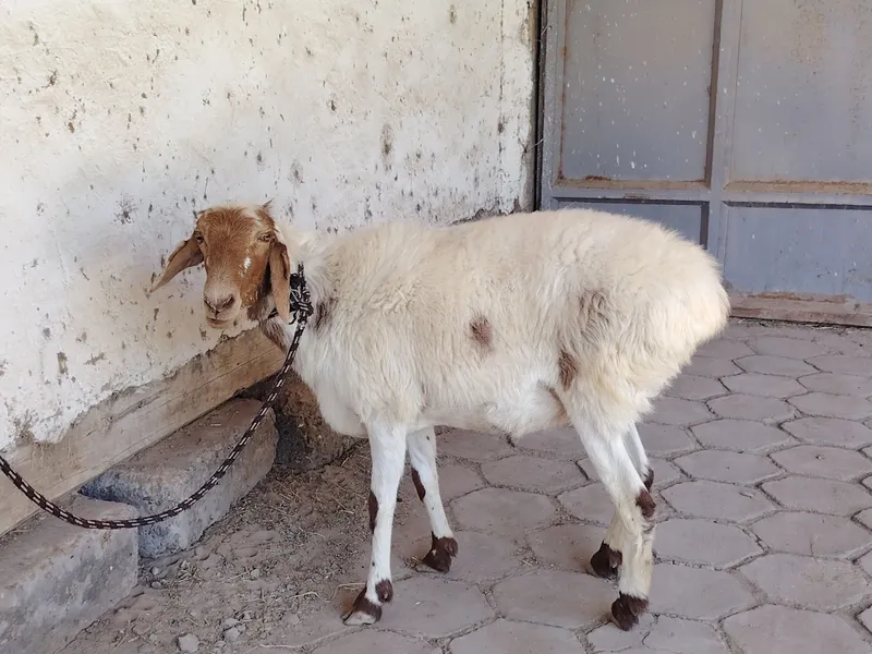 Yosh qazoqqi qo'y sotiladi. Hali tug'magan 1