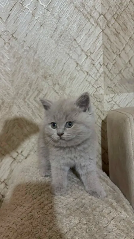 Породистые котята! — фото 1