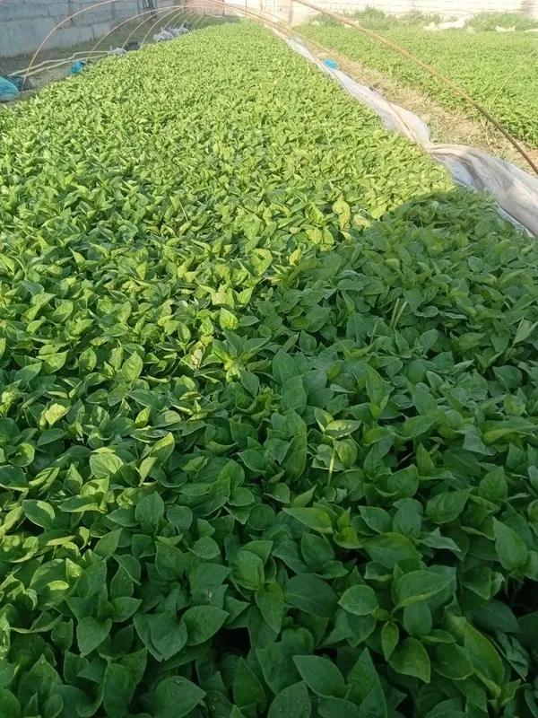 Super lastichka balgar koʻchatlari — фото 1