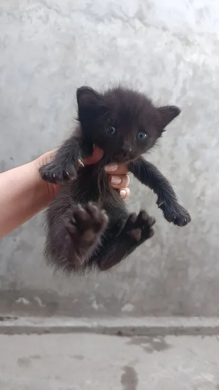 Котята сиамской породы (1 месяц) 3 Котята сиамской породы (1 месяц) 3