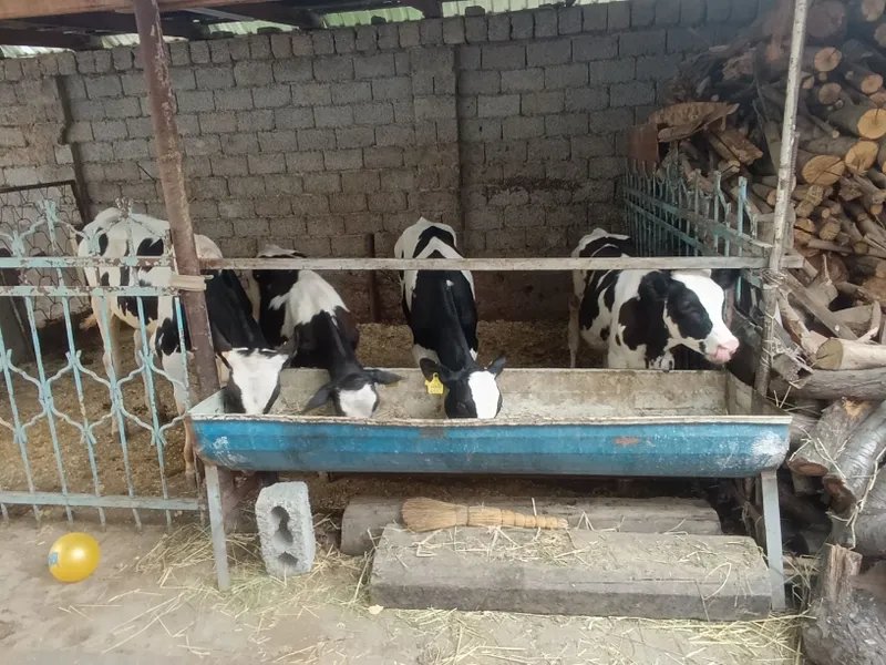 nemis paroʻda buqachalar sotiladi soni 4 bosh buqach — фото 3
