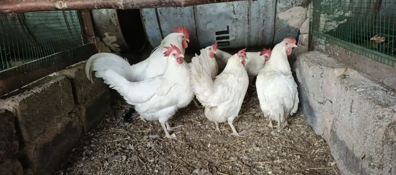 Leggorn tovuq xorozla sotiladi