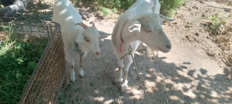 ona bola echki sotiladi sut yoʻnalishidagi 2 ona bola echki sotiladi sut yoʻnalishidagi 2