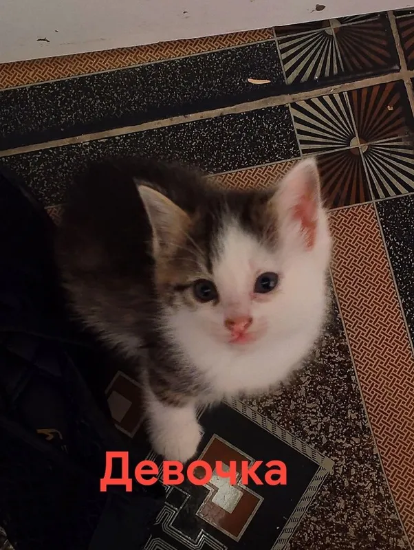 Бесплатно отдам котят