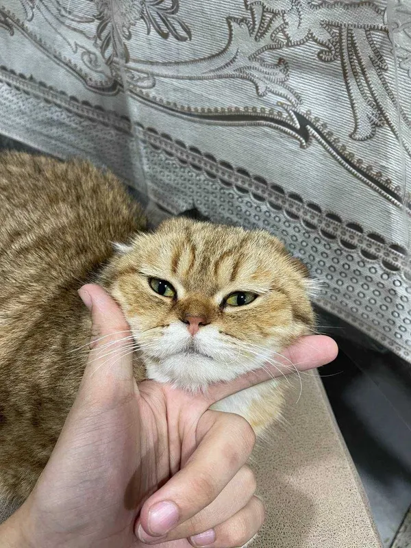 uy mushugi yuvosh / aqlli 1 uy mushugi yuvosh / aqlli 1