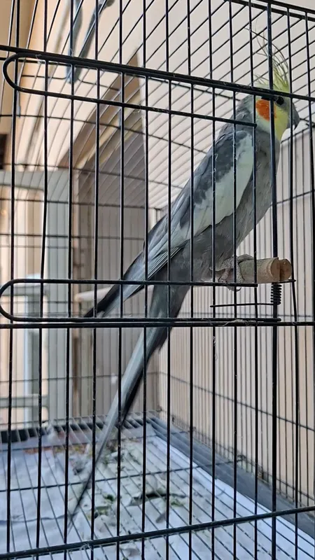 Корелла сотилади 3