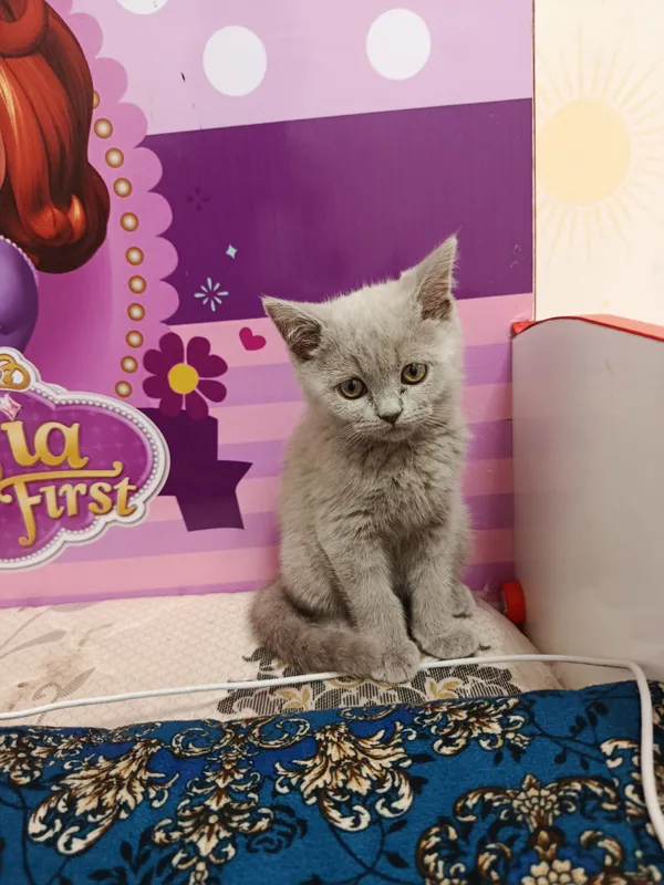 Ассалому алейкум, продаётся этот маленький котёнок 150$ 1