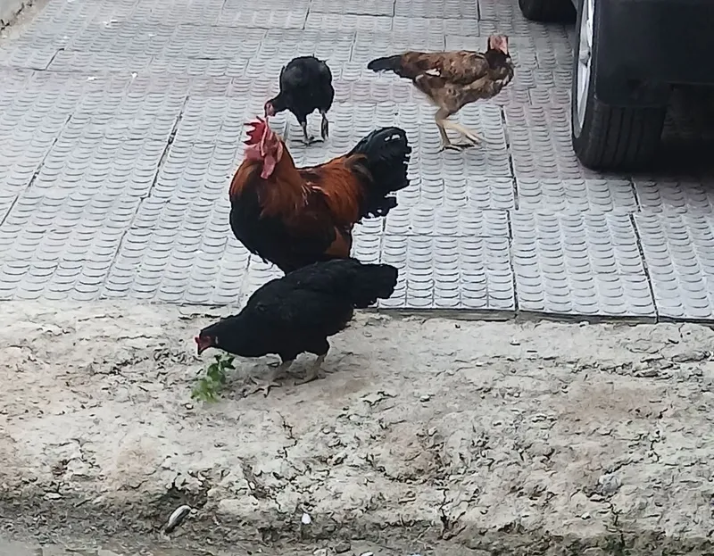 Tavuq2ta