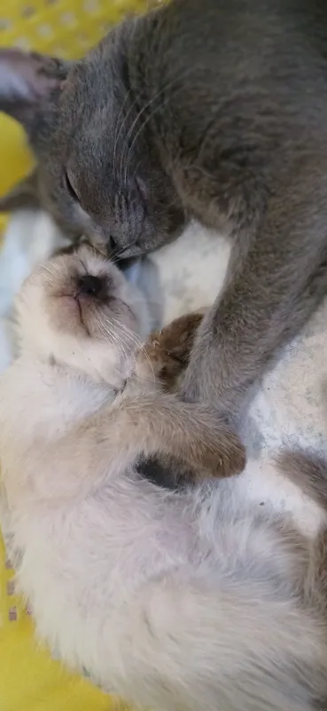 Siam mushugi 5