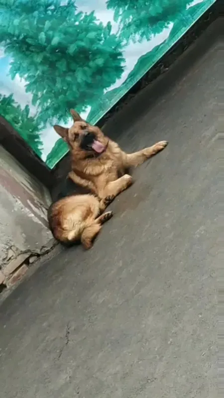 Немецкий овчарка — фото 3