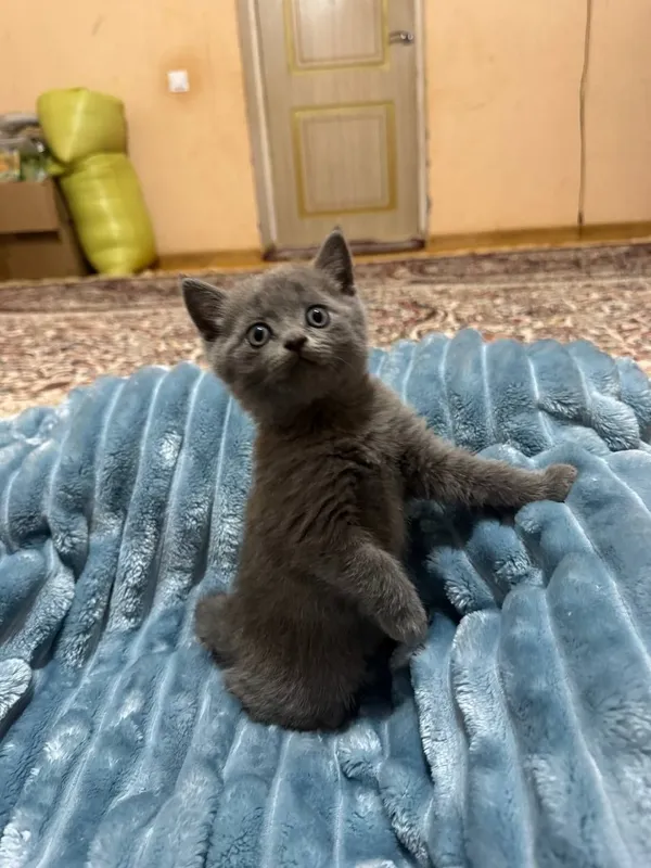 Котёнок мальчик Британской породы