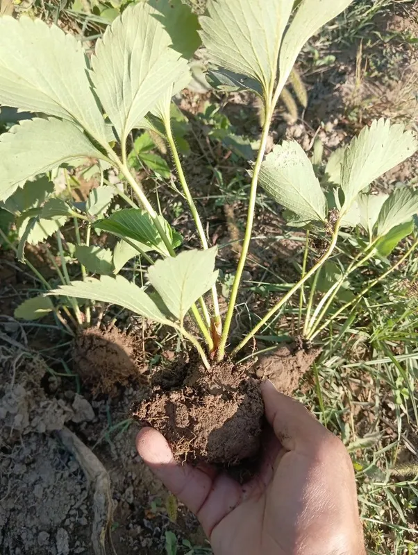 Qulpunay yer koʻchat Kiler Alba kareskiy Soʻlixan — фото 2 Qulpunay yer koʻchat Kiler Alba kareskiy Soʻlixan — фото 2