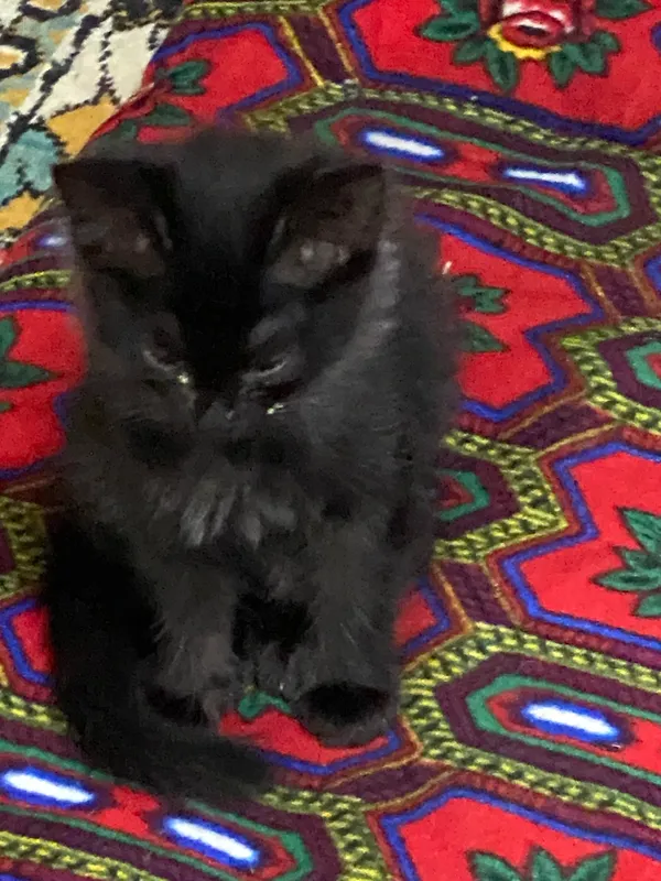 Котята 4 Котята 4