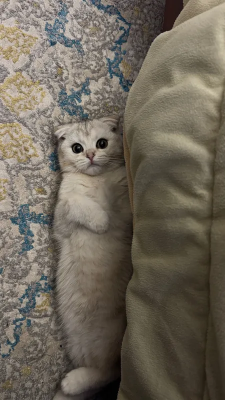 Шотландский скотиш фолд — фото 4