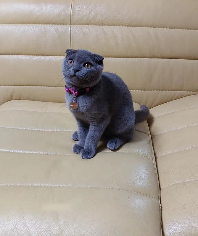 Продаются котята 1 Продаются котята 1