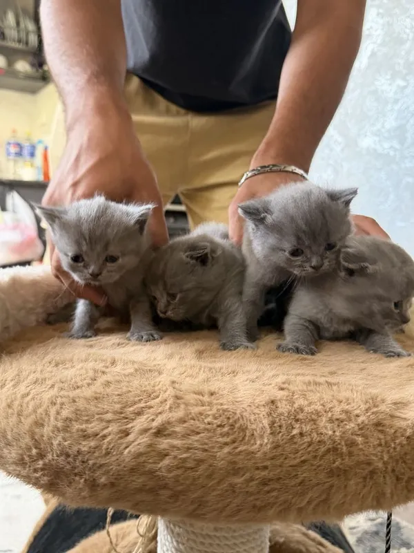 Котята британский + шотладская породистые 2 Котята британский + шотладская породистые 2