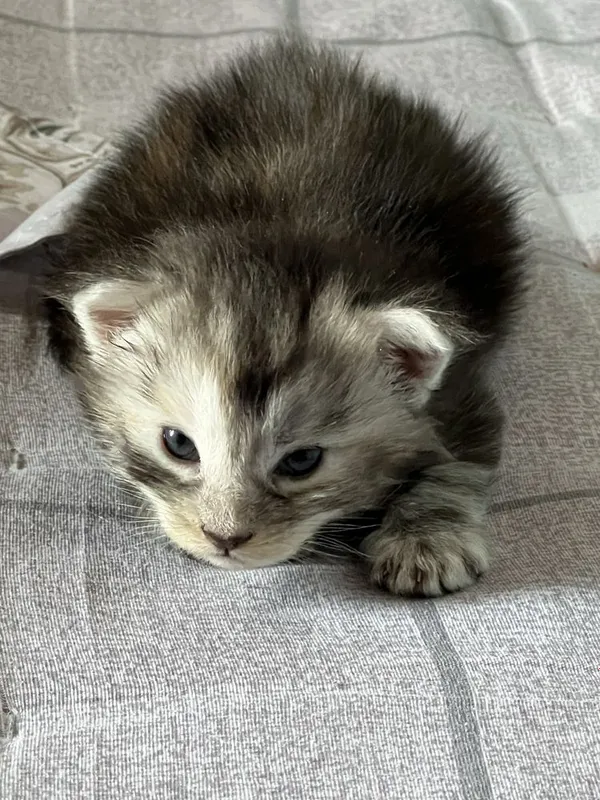 Мейн кун котята Maine coon 1 Мейн кун котята Maine coon 1