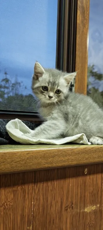 Золотая шиншилла — фото 1