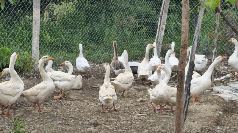 G'ozlar