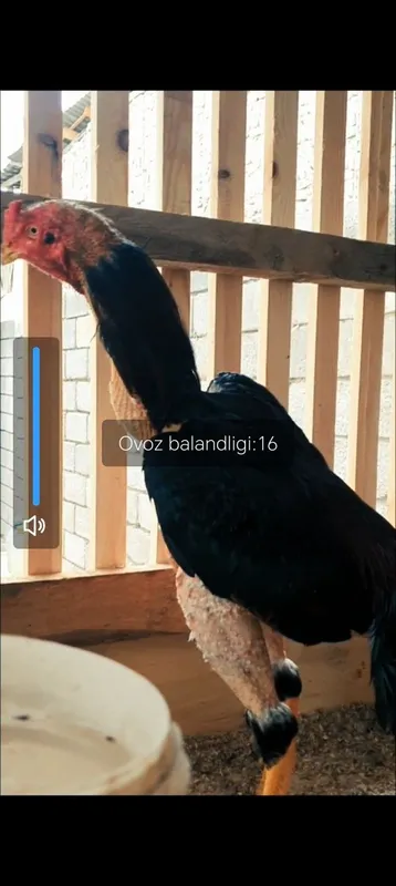 Dakanlar sotiladi narxi togri kelsa 2ta oyin 2ta galaba — фото 1