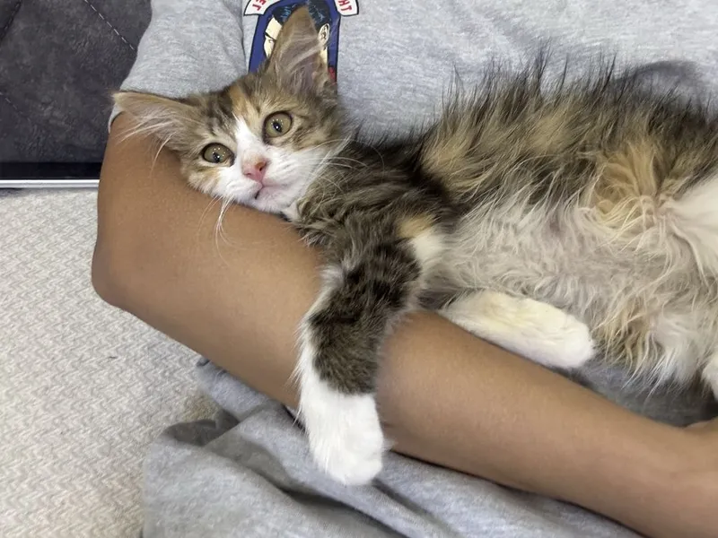 Котенок бесплатно 3 Котенок бесплатно 3